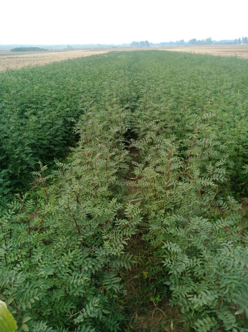 大红袍花椒苗，1年苗，籽播，产量高，抗病强，成活率高。