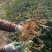 大红袍花椒苗，1年苗，籽播，产量高，抗病强，成活率高。
