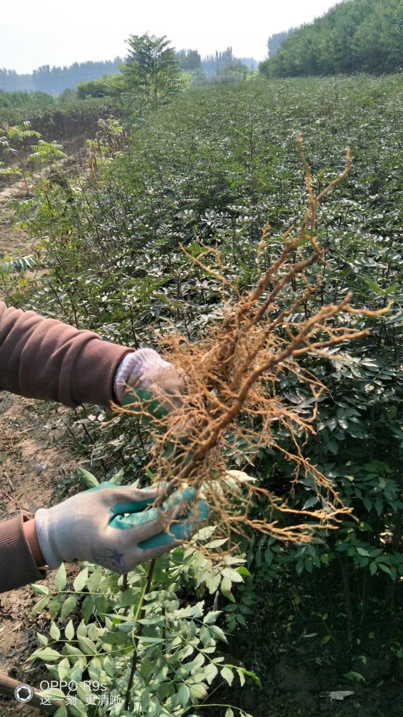 大红袍花椒苗，1年苗，籽播，产量高，抗病强，成活率高。
