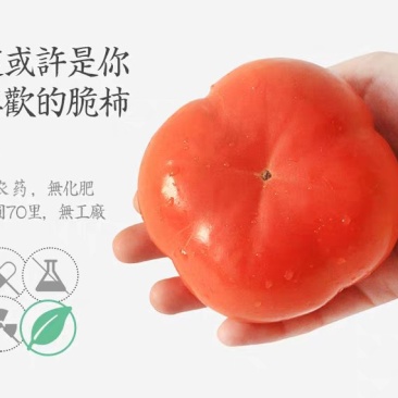 应季新鲜水果阳丰脆甜柿子产地直销保质量保品系保结果