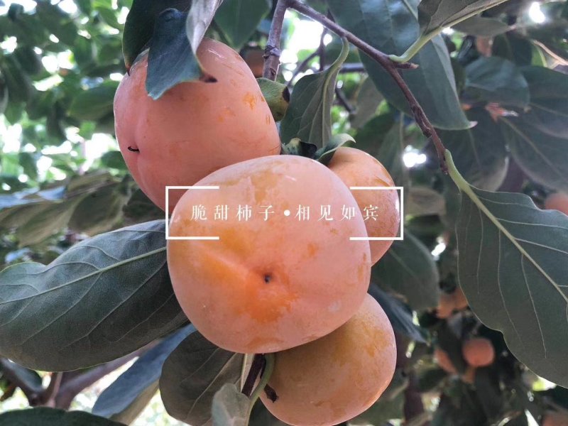 应季新鲜水果阳丰脆甜柿子产地直销保质量保品系保结果
