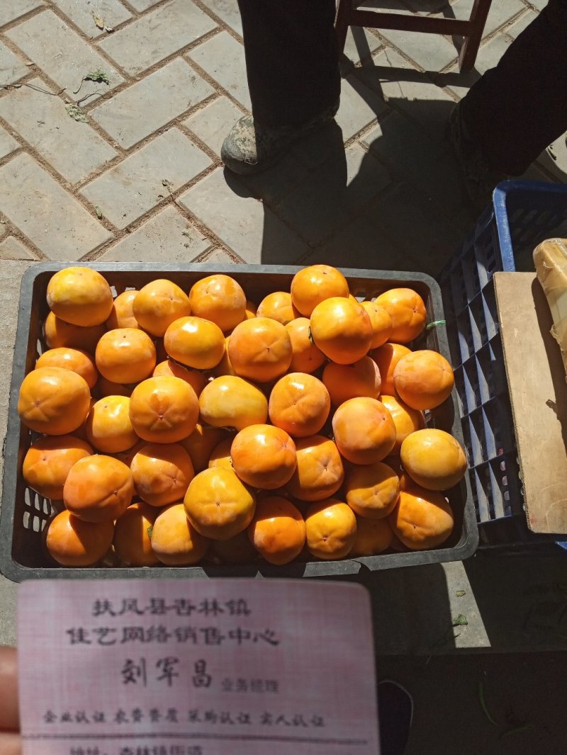 应季新鲜水果阳丰脆甜柿子产地直销保质量保品系保结果