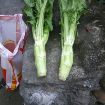棒菜大量出售