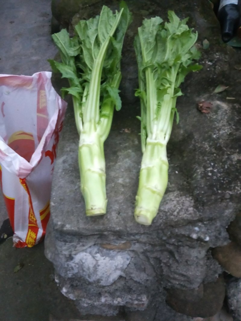 棒菜大量出售