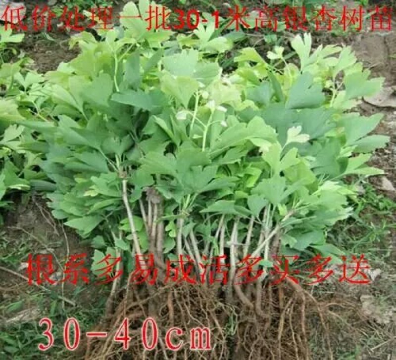 占地拆迁苗银杏树苗银杏苗白果小苗庭院植物行道绿化