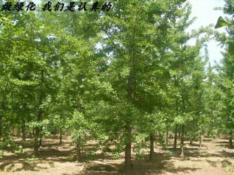 占地拆迁苗银杏树苗银杏苗白果小苗庭院植物行道绿化