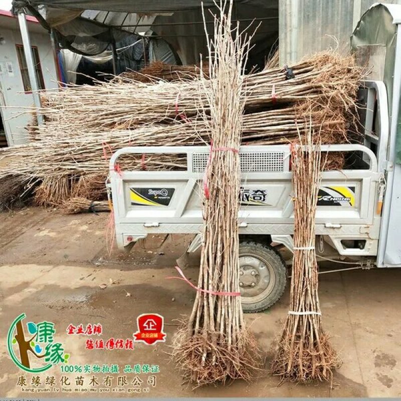 占地拆迁苗银杏树苗银杏苗白果小苗庭院植物行道绿化