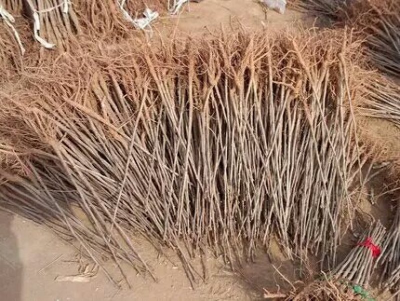 占地拆迁苗银杏树苗银杏苗白果小苗庭院植物行道绿化