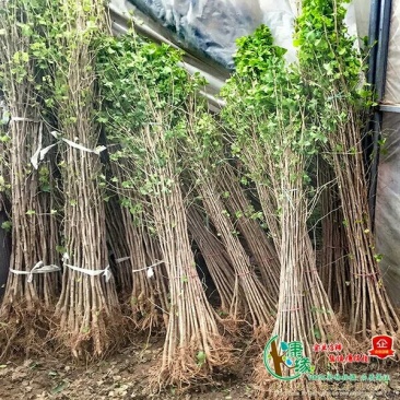 占地拆迁苗银杏树苗银杏苗白果小苗庭院植物行道绿化