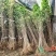 占地拆迁苗银杏树苗银杏苗白果小苗庭院植物行道绿化