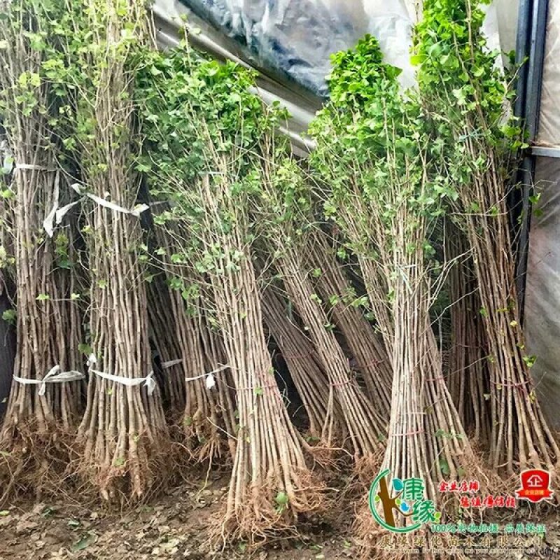 占地拆迁苗银杏树苗银杏苗白果小苗庭院植物行道绿化