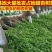 占地拆迁苗银杏树苗银杏苗白果小苗庭院植物行道绿化
