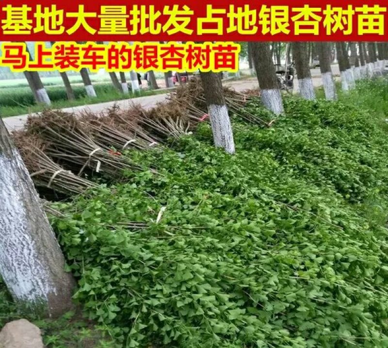 占地拆迁苗银杏树苗银杏苗白果小苗庭院植物行道绿化