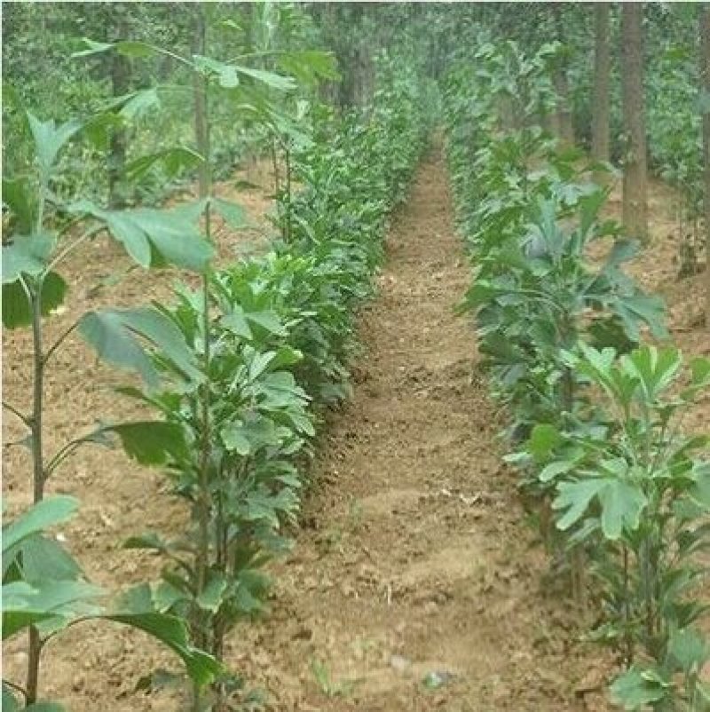 占地拆迁苗银杏树苗银杏苗白果小苗庭院植物行道绿化