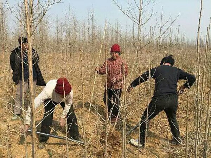占地拆迁苗银杏树苗银杏苗白果小苗庭院植物行道绿化