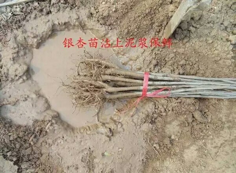 占地拆迁苗银杏树苗银杏苗白果小苗庭院植物行道绿化