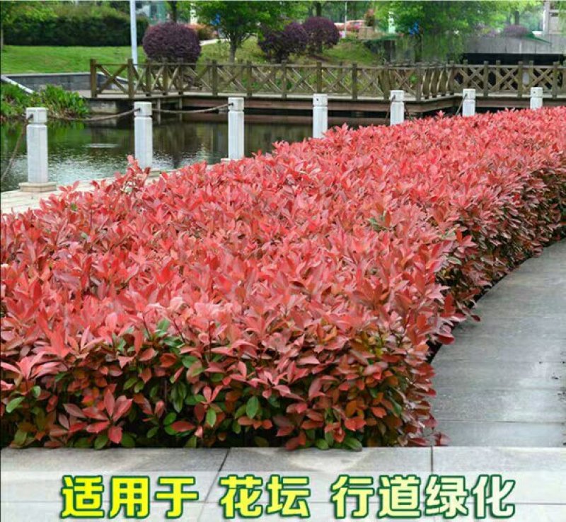 红叶石楠绿化苗四季常青庭院绿化苗木树苗红罗宾红叶石楠