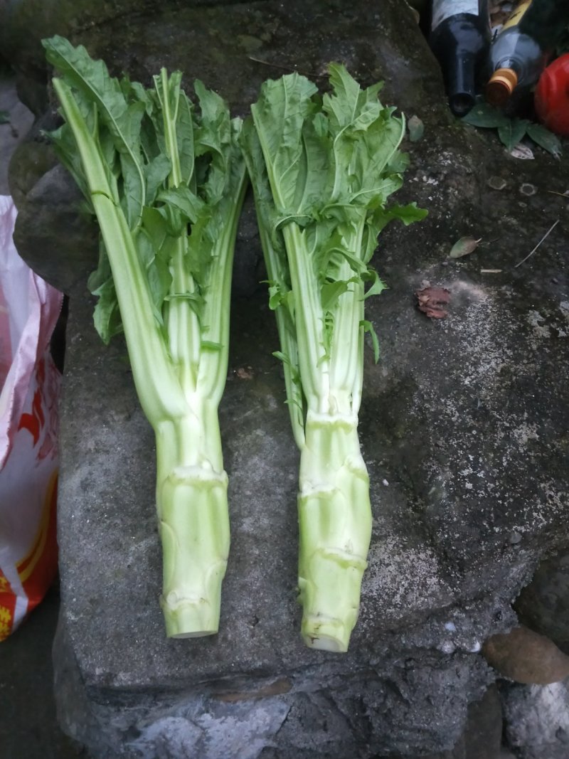 棒菜大量出售