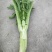 棒菜大量出售