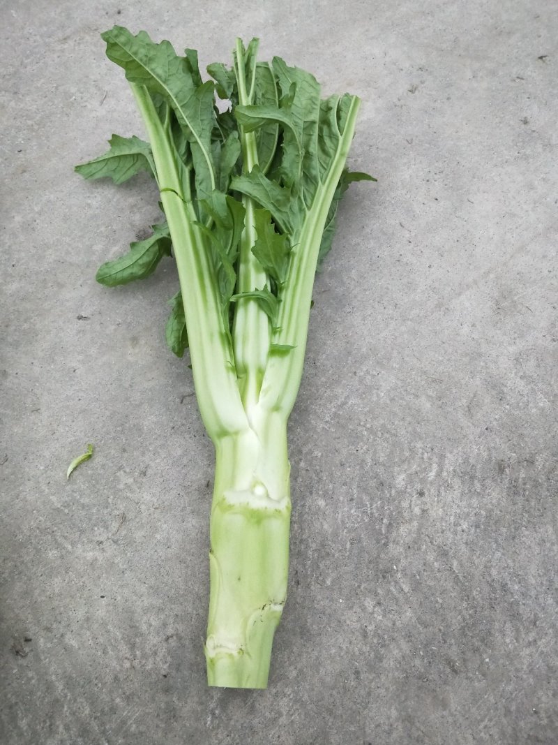 棒菜大量出售