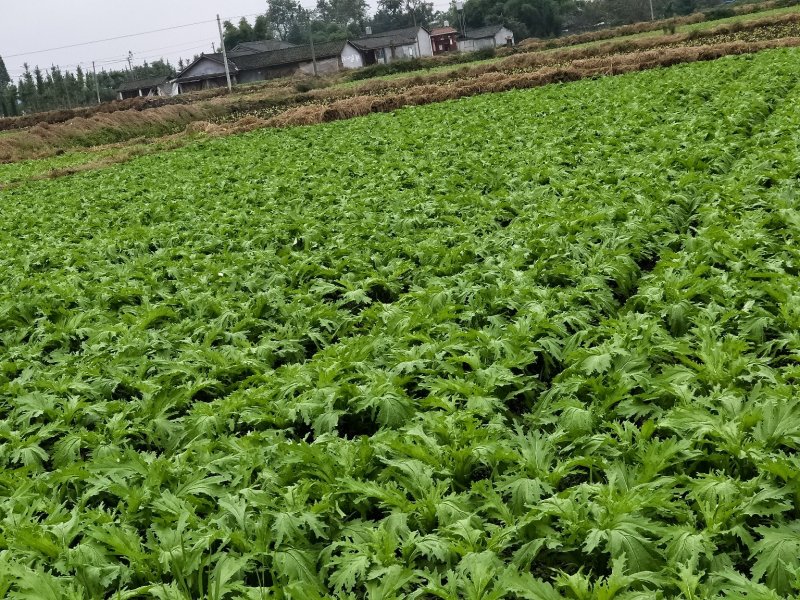 棒菜大量出售