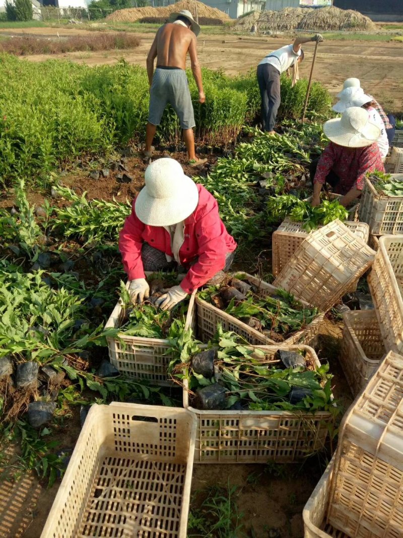 金叶女贞，女贞，基地直销常年供应各种绿化苗木。