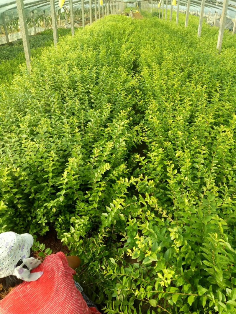 金叶女贞，女贞，基地直销常年供应各种绿化苗木。
