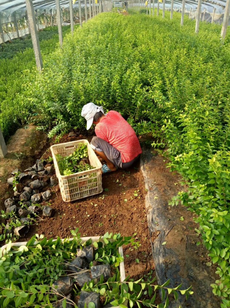 金叶女贞，女贞，基地直销常年供应各种绿化苗木。