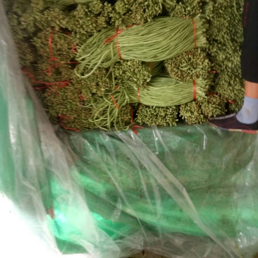 优质长豆角大量上市中