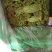 优质长豆角大量上市中
