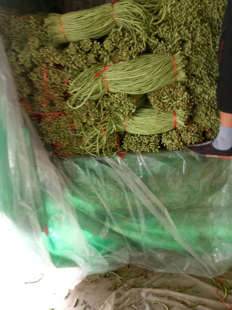 优质长豆角大量上市中