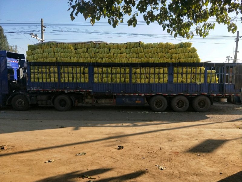 北京三号白菜，白菜，大白菜，大量供应，质量好，价格便宜