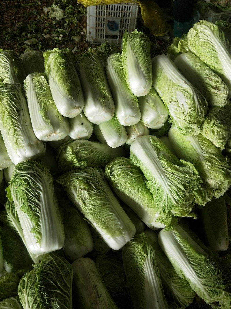 北京三号白菜，白菜，大白菜，大量供应，质量好，价格便宜