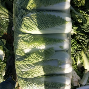 北京三号白菜，白菜，大白菜，大量供应，质量好，价格便宜