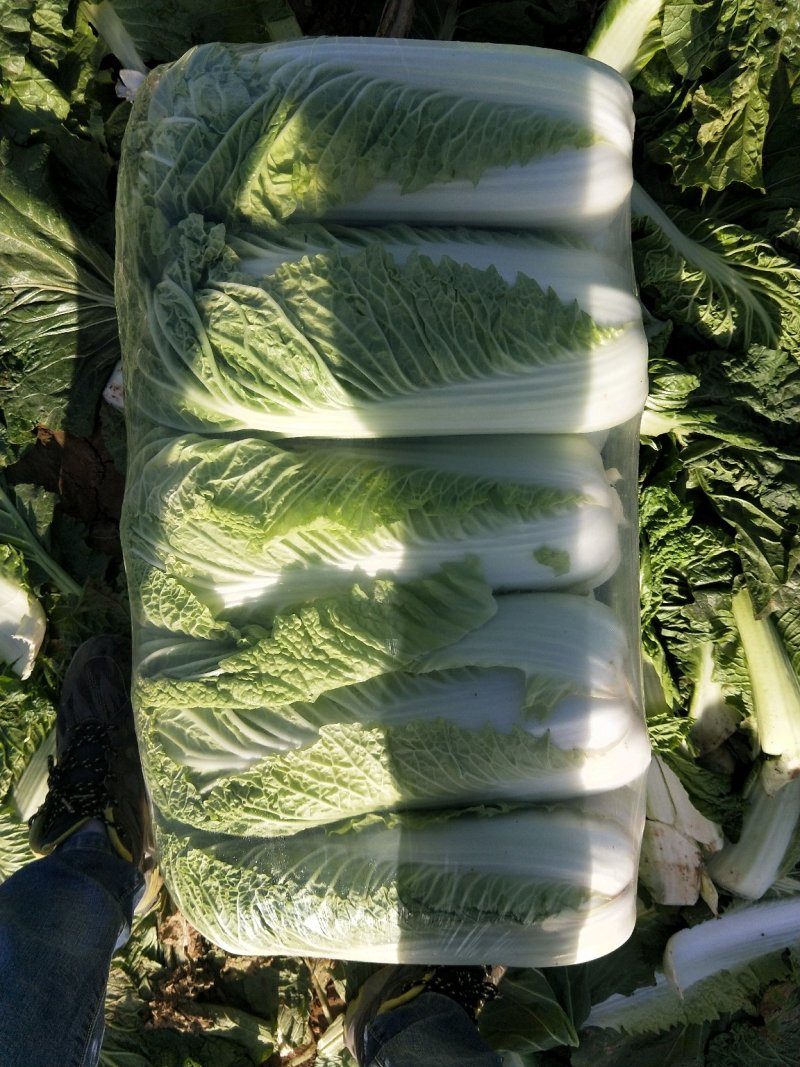北京三号白菜，白菜，大白菜，大量供应，质量好，价格便宜