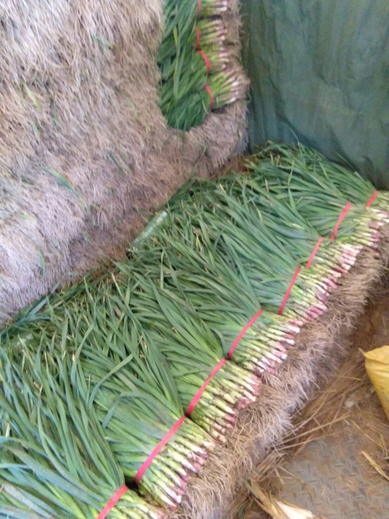 精品红根蒜苗根红叶绿45~50cm诚信经营一条龙