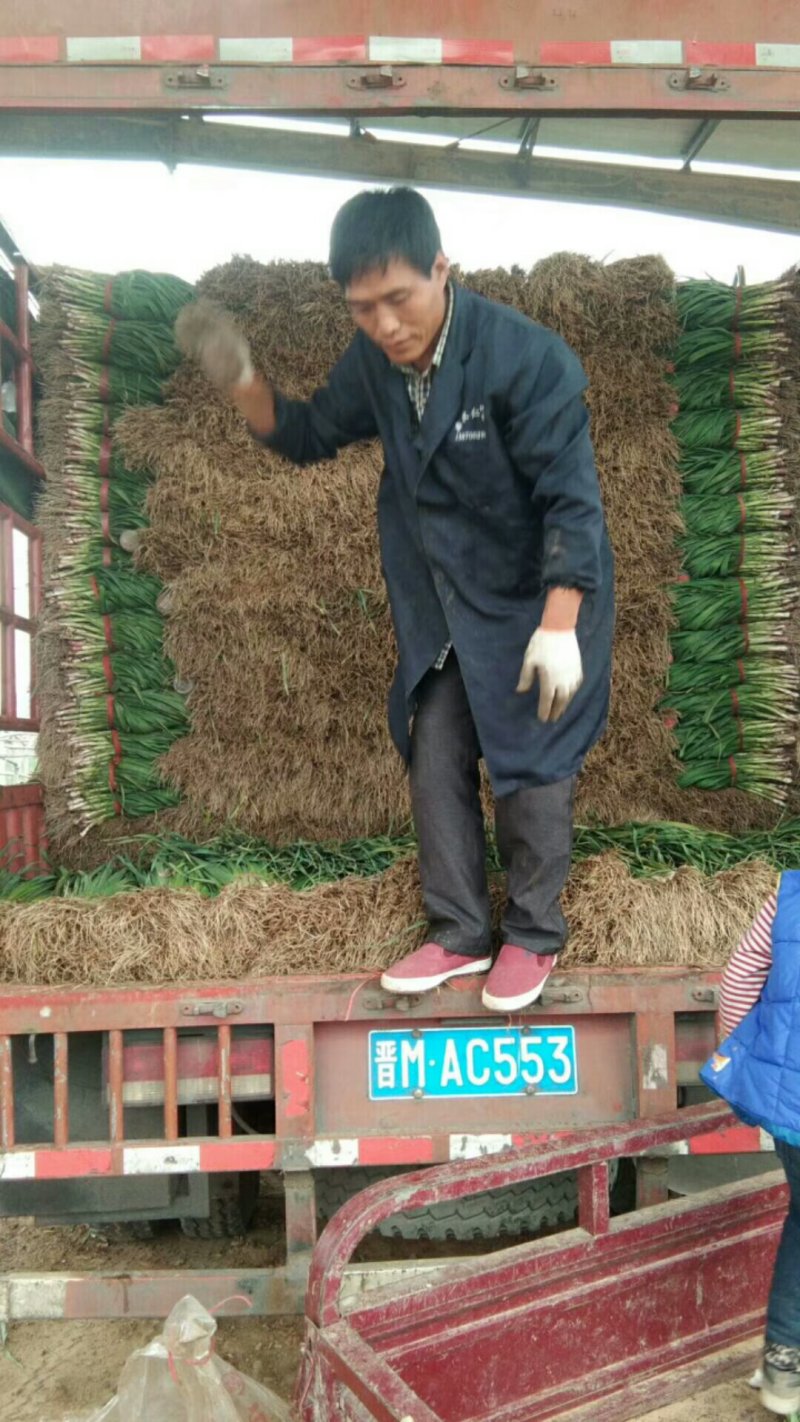 蒜苗安阳红根蒜苗诚信合作货物真实