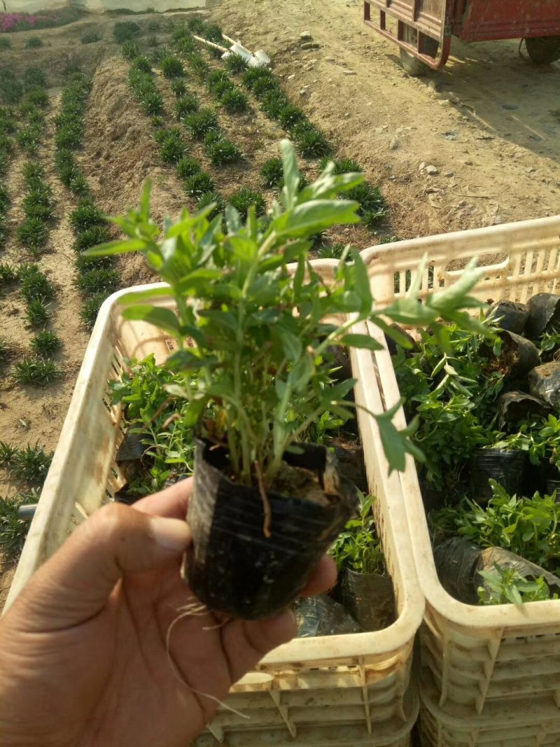 千屈菜，基地直销，千曲菜。常年供应各种绿化苗木
