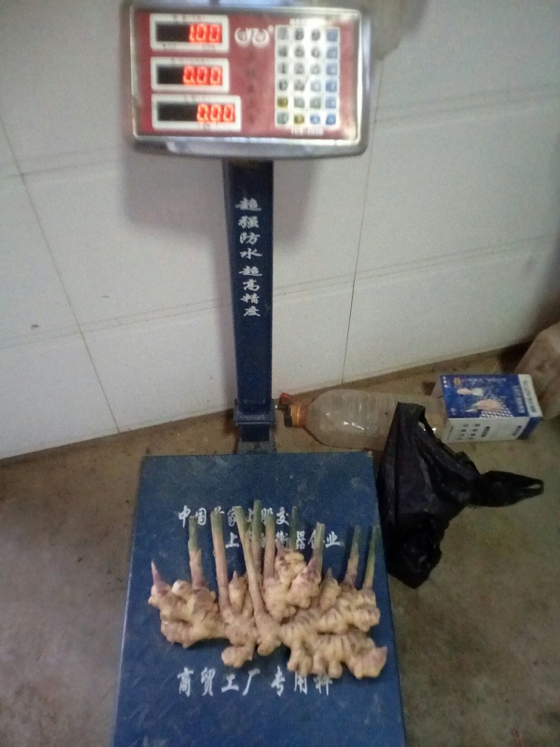 二黄姜精品二姜窖姜黄姜，有独特的辛辣芳香，