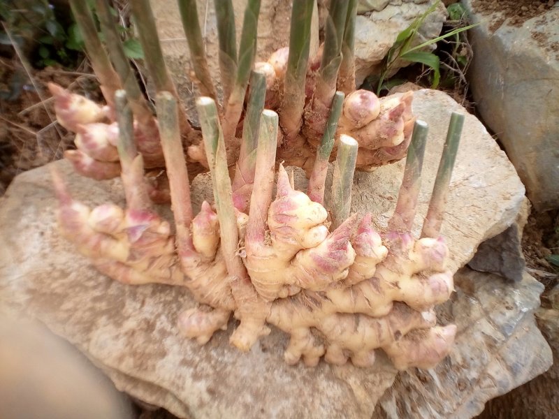 二黄姜精品二姜窖姜黄姜，有独特的辛辣芳香，