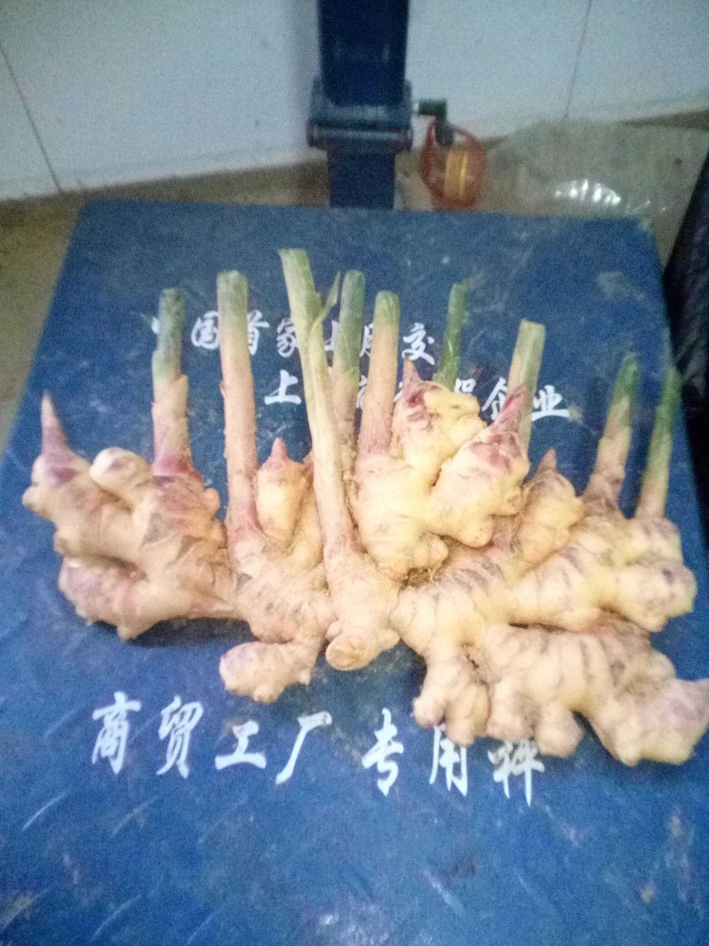 二黄姜精品二姜窖姜黄姜，有独特的辛辣芳香，