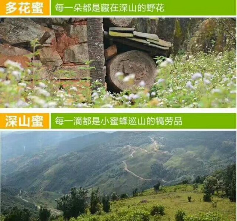 纯野生土蜜蜂