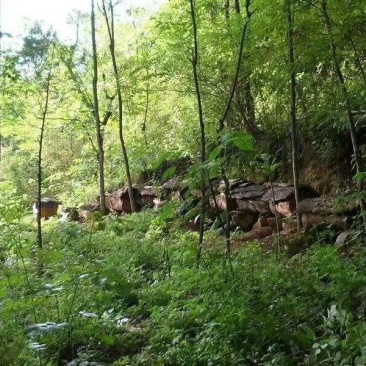 纯野生土蜜蜂