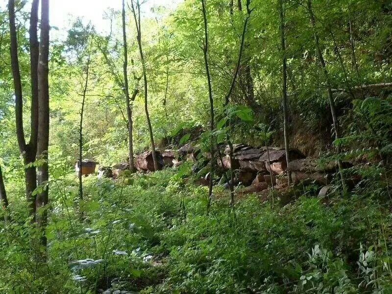 纯野生土蜜蜂