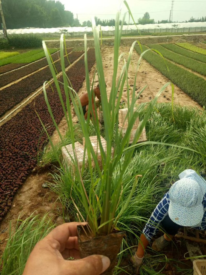 狼尾草，基地直销，常年各种绿化苗木齐全。