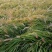 狼尾草,基地直销,常年各种绿化苗木齐全。
