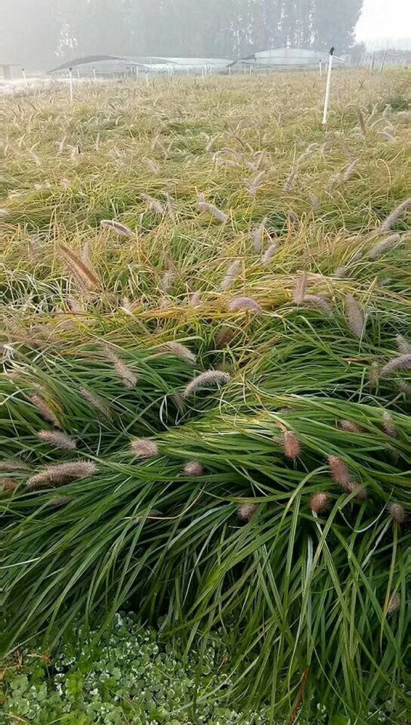 狼尾草，基地直销，常年各种绿化苗木齐全。
