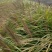 狼尾草,基地直销,常年各种绿化苗木齐全。