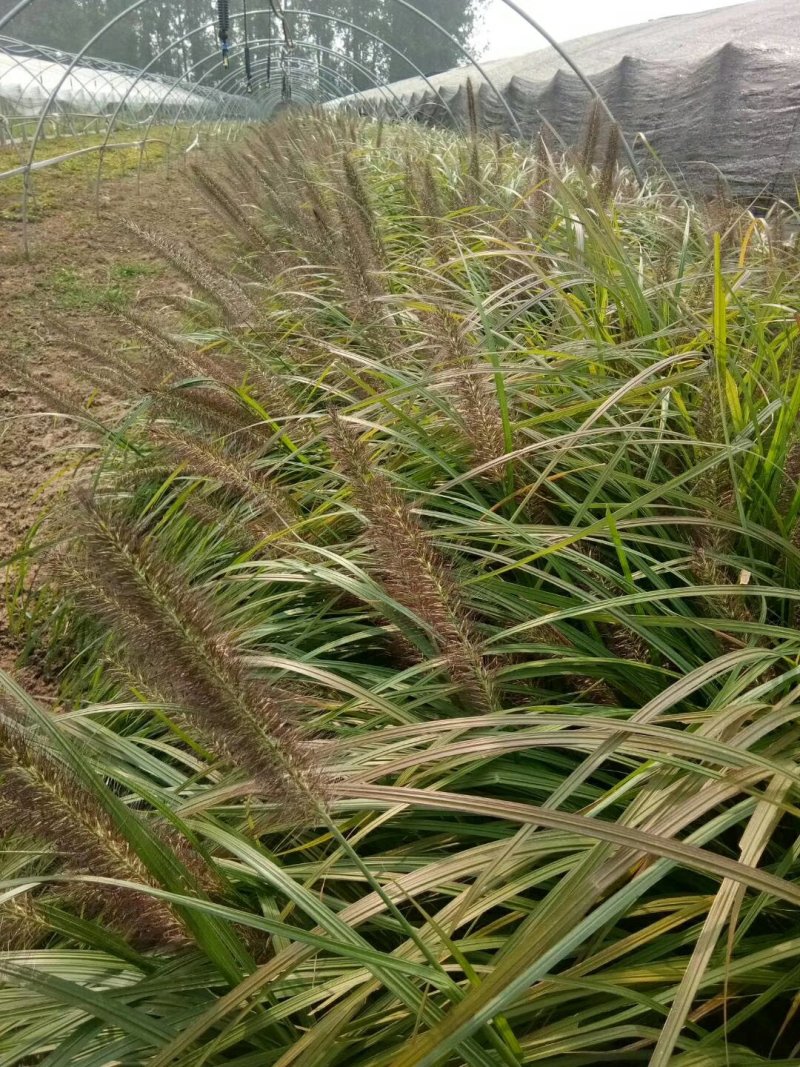 狼尾草，基地直销，常年各种绿化苗木齐全。