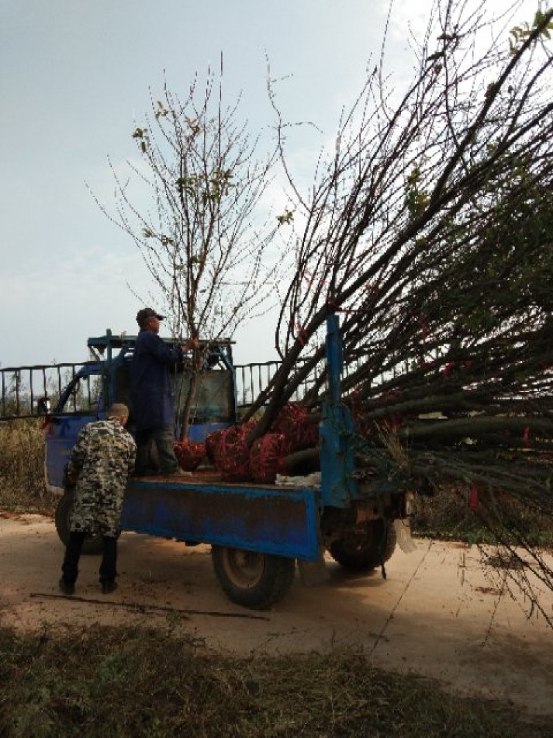 江西大量长期供应福建山樱花中国红樱花江西南昌